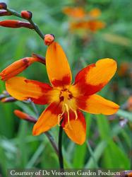 <i>Crocosmia</i> ‘Emily McKenzie’
