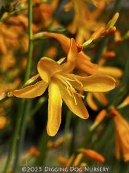 <i>Crocosmia</i> x <i>crocosmiiflora</i> &lsquo;Honey Angels&rsquo;