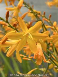 <i>Crocosmia</i> &lsquo;John Boots&rsquo;