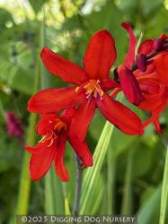 <i>Crocosmia</i> &lsquo;Lucifer&rsquo;