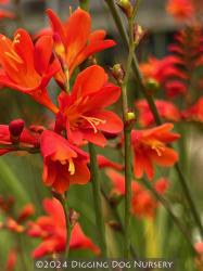 <i>Crocosmia</i> ‘Red King’