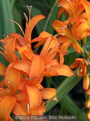 <i>Crocosmia</i> &lsquo;Walberton Orange&rsquo;