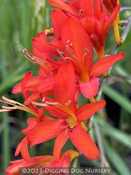 <i>Crocosmia</i> ‘Zeal Tan’