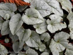 <em>Cyclamen hederifolium</em>  &lsquo;Silver Leaf Pink&rsquo;