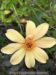 <i>Dahlia</i> ‘Bishop Of York’