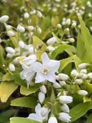 <i>Deutzia gracilis</i> &lsquo;Duncan&rsquo;