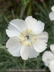<i>Dianthus</i> &lsquo;Charles Musgrave&rsquo;