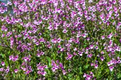 <i>Diascia</i> &lsquo;Langthorns Lavender&rsquo;