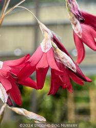 <i>Dierama</i> &lsquo;Blood Drops&rsquo;