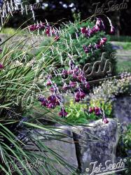 <i>Dierama pulcherrimum</i> &lsquo;Dark Cerise&rsquo;