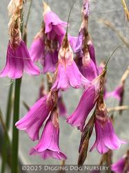 <i>Dierama</i> &lsquo;Fireworks&rsquo;