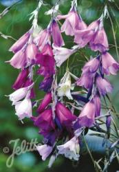 <i>Dierama pulcherrimum</i> &lsquo;(Slieve Donard hybrid)&rsquo;