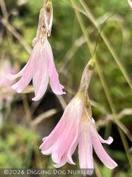 <i>Dierama</i> &lsquo;Spring Dancer&rsquo;