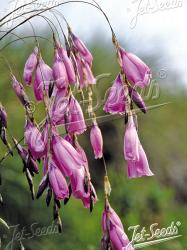 <i>Dierama pulcherrimum</i> var. <i>album</i>