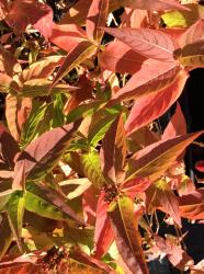<i>Diervilla sessilifolia</i> &lsquo;Butterfly&rsquo;