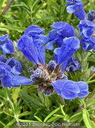 <i>Dracocephalum argunense</i> ‘Fuji Blue’