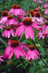<i>Echinacea purpurea</i> &lsquo;Kims Knee High&rsquo;