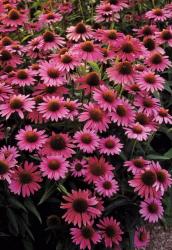 <i>Echinacea purpurea</i> &lsquo;Magnus Superior&rsquo;
