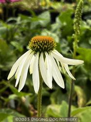 <i>Echinacea purpurea</i> &lsquo;White Swan&rsquo;