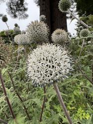 <i>Echinops sphaerocephalus</i> &lsquo;Arctic Glow&rsquo;