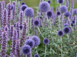 <i>Echinops bannaticus</i> &lsquo;Taplow Blue&rsquo;