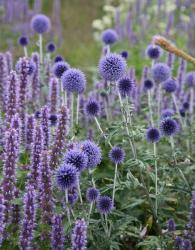 <i>Echinops ritro</i> &lsquo;Veitchs Blue&rsquo;