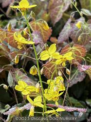 <i>Epimedium</i> x <i>perralchicum</i> &lsquo;Frohnleiten&rsquo;