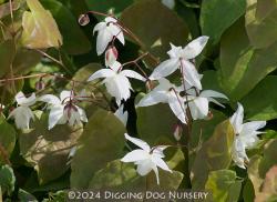 <i>Epimedium</i> x <i>youngianum</i> &lsquo;Niveum&rsquo;