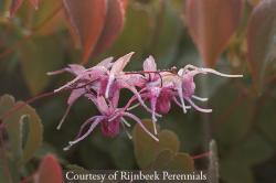 <i>Epimedium grandiflorum</i> &lsquo;Pierre�s Purple&rsquo;