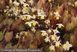 <i>Epimedium</i> x <i>versicolor</i> ‘Sulphureum’