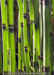 <i>Equisetum hyemale</i> var. <i>Robustum</i>