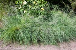 <em>Eragrostis spectabilis</em>  &lsquo;&rsquo;