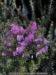 <i>Erica</i> x <i>darleyensis</i> &lsquo;Furzey&rsquo;