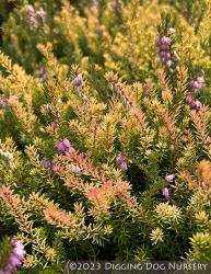 <i>Erica</i> x <i>darleyensis</i> &lsquo;Mary Helen&rsquo;