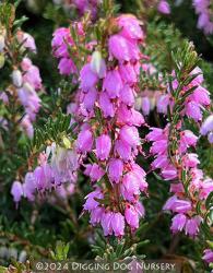 <i>Erica carnea</i> &lsquo;Springwood Pink&rsquo;