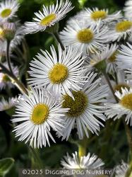 <i>Erigeron pulchellus</i> var. <i>pulchellus</i> &lsquo;Lynnhaven Carpet&rsquo;