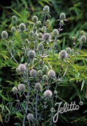 <i>Eryngium planum</i> ‘Silver Salentino’