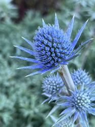 <i>Eryngium bourgatii</i>
