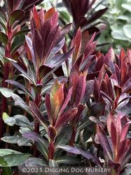 <i>Euphorbia</i> &lsquo;Blackbird&rsquo;