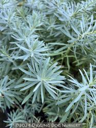 <i>Euphorbia</i> &lsquo;Copton Ash&rsquo;