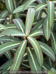 <i>Euphorbia</i> &lsquo;Excalibur&rsquo;