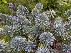 <i>Euphorbia characias ssp. wulfenii</i> ssp. <i>wulfenii</i> ‘John Tomlinson’