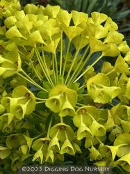 <i>Euphorbia characias</i> ssp. <i>wulfenii</i>