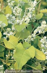 <i>Fallopia aubertii</i> &lsquo;Lemon Lace&rsquo;