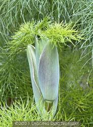 <i>Ferula communis</i>