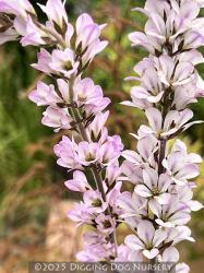 <i>Francoa sp. (Lavender-flowered)</i>