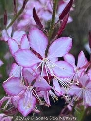 <i>Gaura lindheimeri</i> &lsquo;Rosy Jane&rsquo;