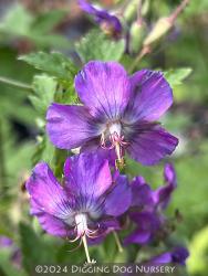 <i>Geranium phaeum</i> ‘Alec&rsquo;s Pink’