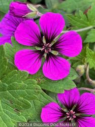 <i>Geranium</i> &lsquo;Anne Thomson&rsquo;