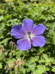 <i>Geranium himalayense</i> &lsquo;Baby Blue&rsquo;